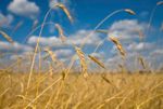 Grane - Grau, cereale ecologice - Agricultura Ecologica
