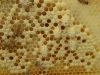 Laptisorul de matca - fagure albine