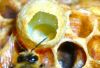 Laptisorul de matca si albina - Produsele stupului - Produse Apicole