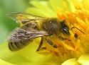 Albina pe floare - Polen - Produsele stupului - Produse Apicole