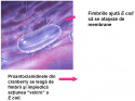 Sucul de Cranberry si sucul de Afine ofera protectia impotriva infectiilor tractului urinar (ITU) cu E coli