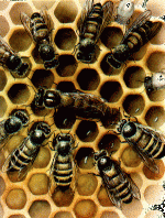 Istoric apicultura - Albine pe fagure