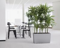 Nici un birou fara PLANTE DECORATIVE – patru motive. Plantele decorative pentru sanatatea fizica si psihica, etc. - Verde la birou - Green at work